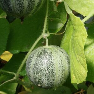 Zuckermelone Petit gris de Rennes