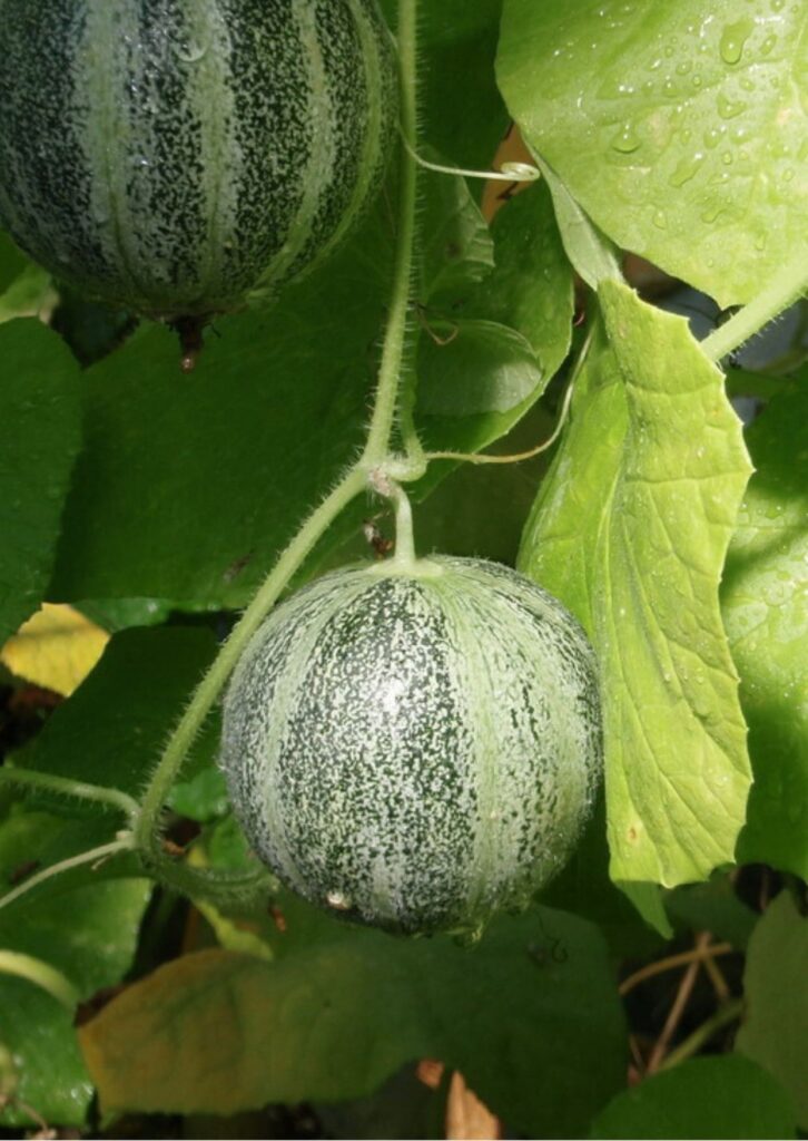 Zuckermelone Petit gris de Rennes